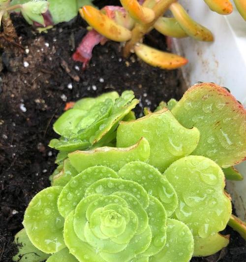 多肉植物在夏天是否适合淋雨（探究多肉植物对夏季雨水的适应性及注意事项）