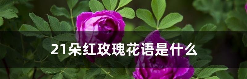 21朵玫瑰花的花语——浪漫与真爱的象征（用花语传递真挚情感）