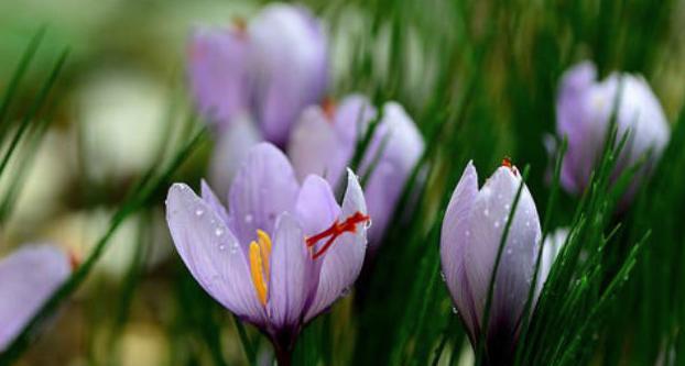 沙洲蕃红花（探寻沙洲蕃红花的秘密）