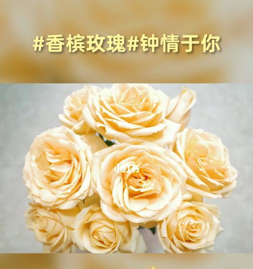 9朵香槟玫瑰花语，传递爱的浪漫与祝福（揭秘香槟玫瑰的花语及象征意义）