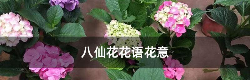 八仙花（探秘八仙花的神奇故事）