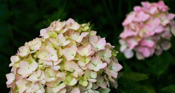 八仙花（探秘八仙花的神奇故事）