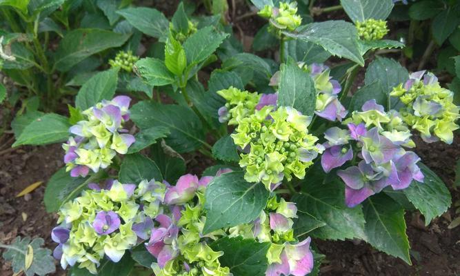 八仙花寓意与传说——花开花落，情深情浅（八仙花寓意深远）