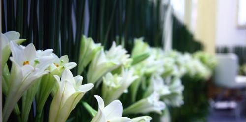 白百合花的花语与传说（纯洁与爱情的象征）