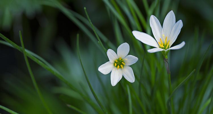 白百合花的美丽寓意（纯洁）