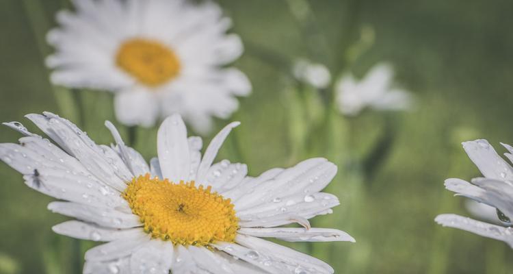 白雏菊的花语和寓意（探索白雏菊的深层含义与象征）