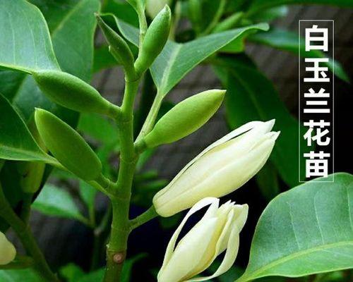 白兰花之美（探寻白兰花寓意的深层含义）