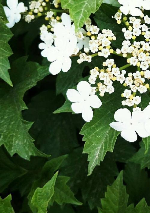 白琼花花语与意义（探寻白琼花的深层寓意）