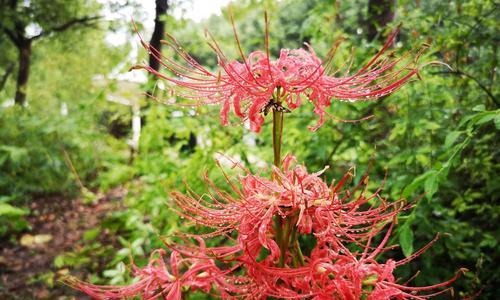 白色彼岸花（以白色彼岸花的花语探寻内心的宁静与坚韧）