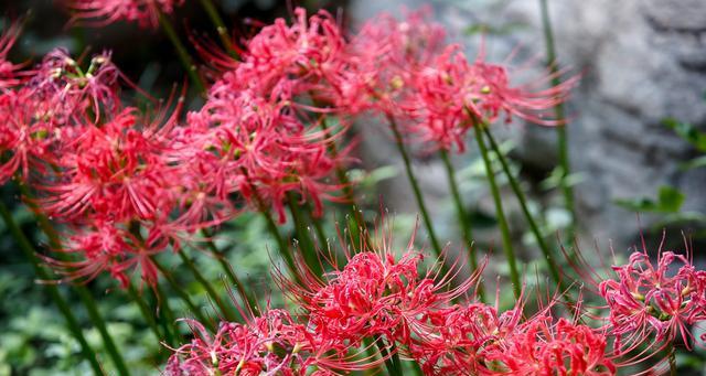 白色彼岸花（探寻白色彼岸花的花语和美妙之处）