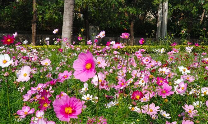 白色波斯菊的花语（展现纯洁与祝福的白色波斯菊）