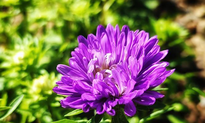 白色翠菊的花语（探秘白色翠菊的花语与象征意义）