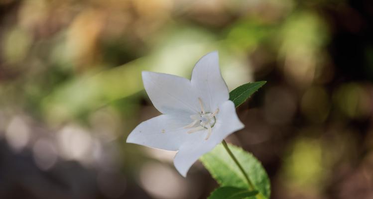 白色桔梗花的深意（寓意与象征的美丽绽放）