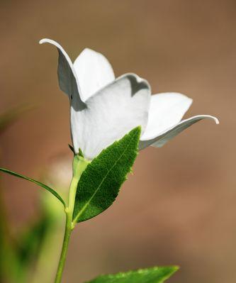 白色桔梗花的寓意与象征（纯洁与希望的花朵之语）