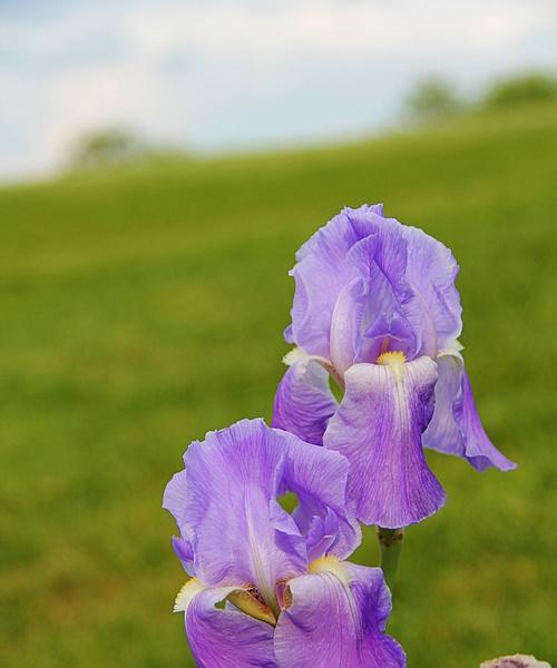 白色鸢尾花与紫色鸢尾花（探索花朵背后的隐含意义与感情纽带）