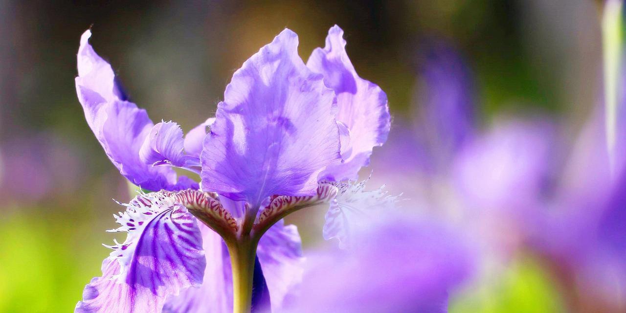 白色鸢尾花与紫色鸢尾花（探索花朵背后的隐含意义与感情纽带）