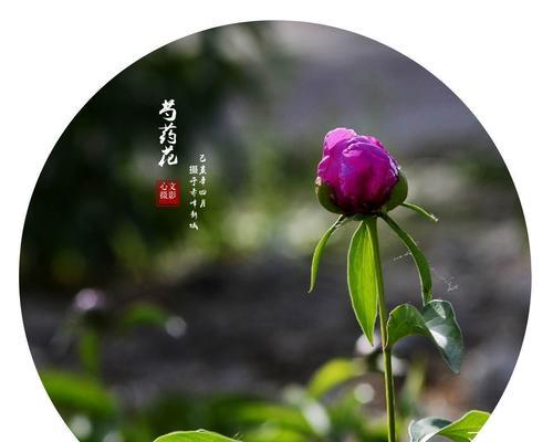 白芍药花语（揭示白芍药的文化内涵与意义）