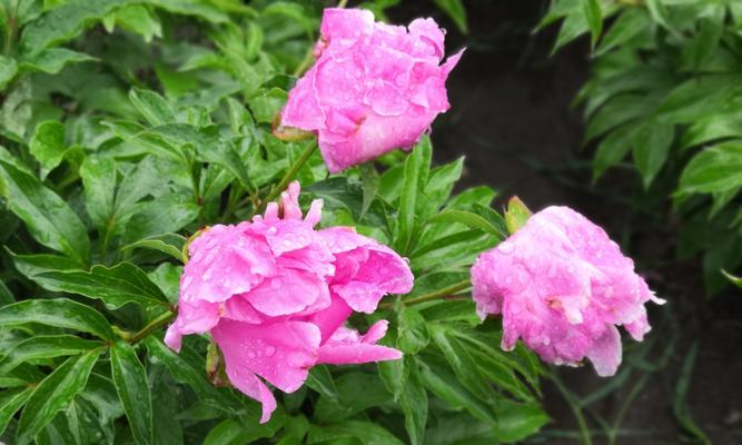 白芍药花语（揭示白芍药的文化内涵与意义）