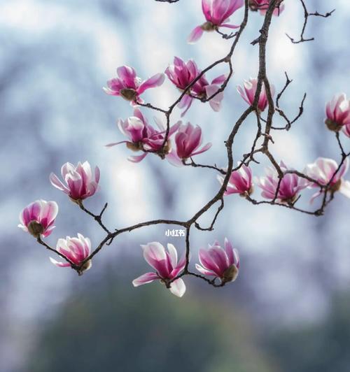 白玉兰花（探寻白玉兰花的花语和寓意）