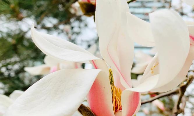 白玉兰花（探寻白玉兰花的花语和寓意）