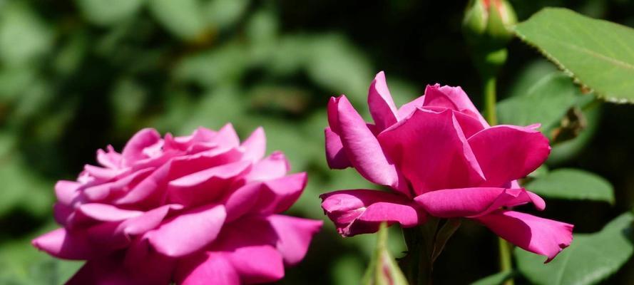 白月季花语的深刻含义与魅力（探寻白月季花语）