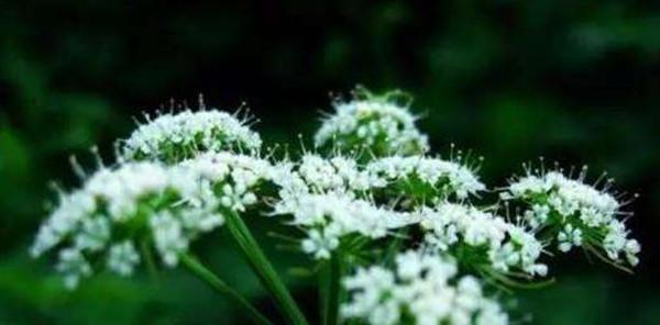 白芷的花语与意义（探寻白芷所传达的情感与寓意）