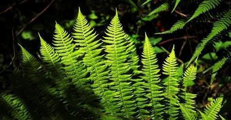 菌类植物（探秘菌类植物的奥秘）