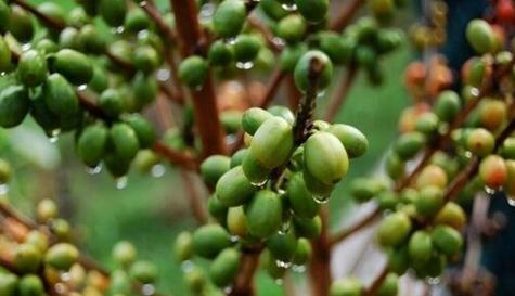 咖啡生长周期是多长时间（从种植到采摘全过程解析）