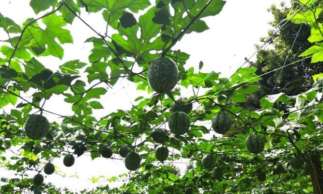 砍瓜种植技巧之最佳播种时间（掌握最佳时机）