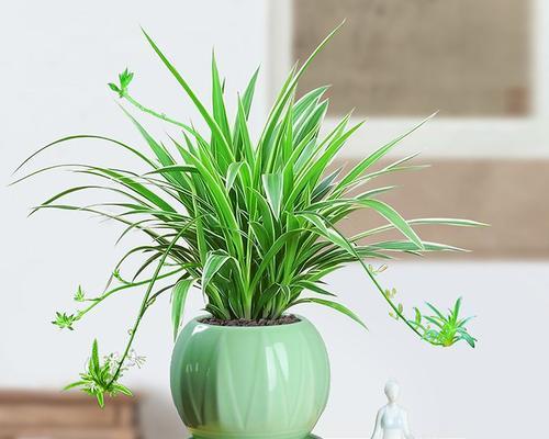 冬天客厅的花卉与植物选择指南（适合室内生长的花卉和植物品种推荐）