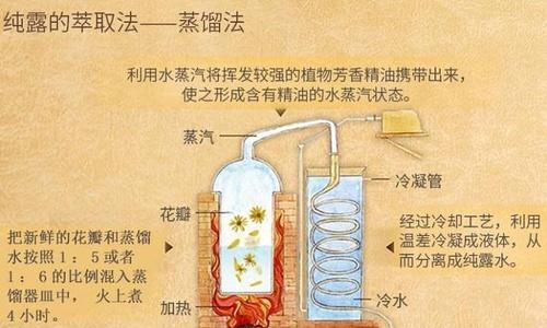 空气凤梨的浇水技巧：如何正确的浇水？