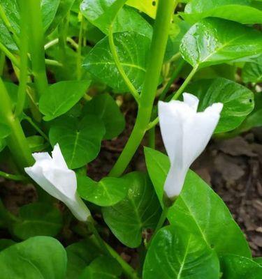 空心菜的花期及花朵特征（探究空心菜会开花吗以及其生长特征）