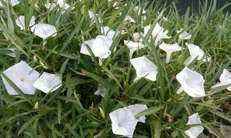 空心菜的开花与观赏价值（探究空心菜的花期）