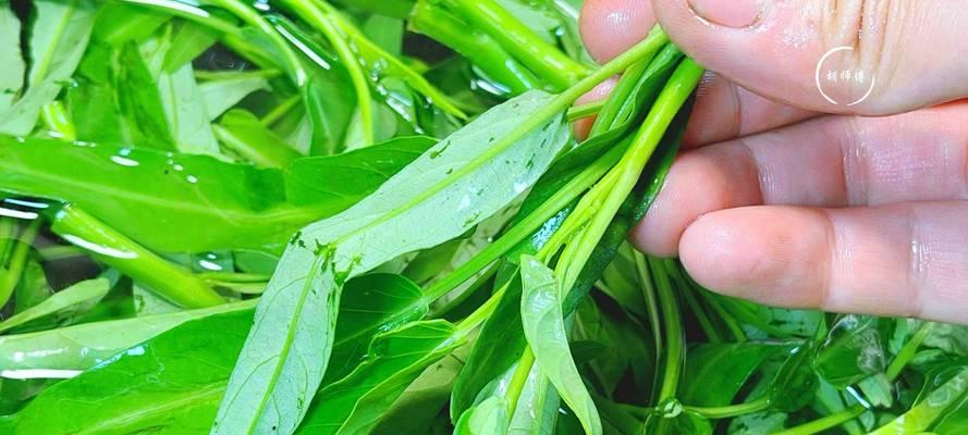 空心菜水培种植方法详解（轻松掌握水培空心菜的种植技巧）