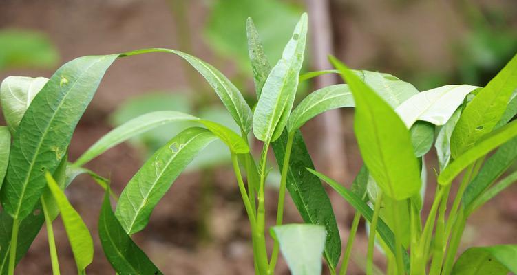 空心菜施肥指南（选择最佳肥料）