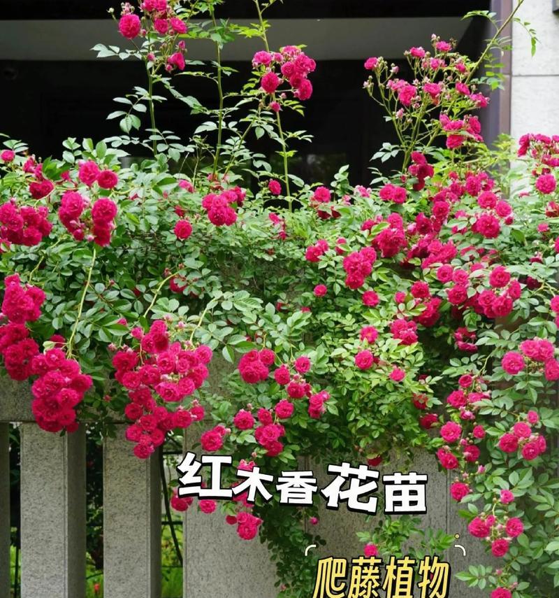 孔雀花的开花时间和花期（了解孔雀花的开花时间和花期）