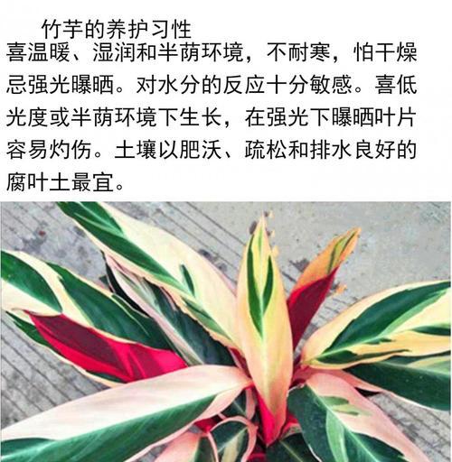 孔雀竹芋喜阳还是喜阴（探讨孔雀竹芋的生长习性和养护方法）