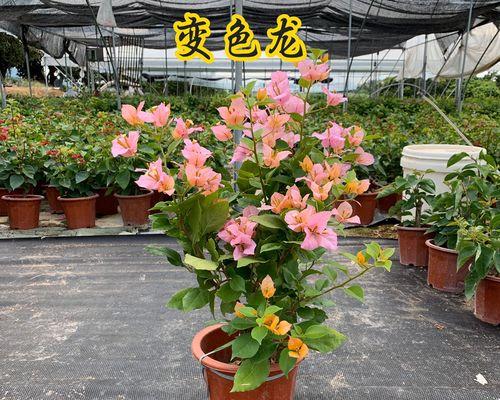 三角梅种植与生长周期全解析（从选种到成熟）