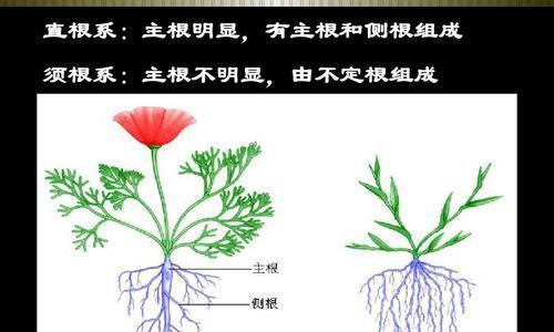 三棱草与香附子的区别（探究两种植物的特点和应用领域）