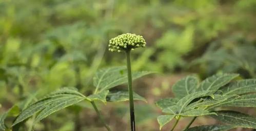 三七开花的奇妙世界（探秘三七花开的样子和颜色）