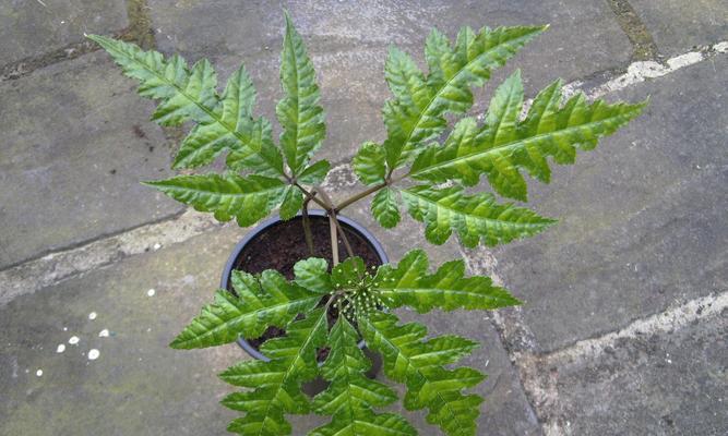 三七植物——医药品之王（探索三七的奥秘）