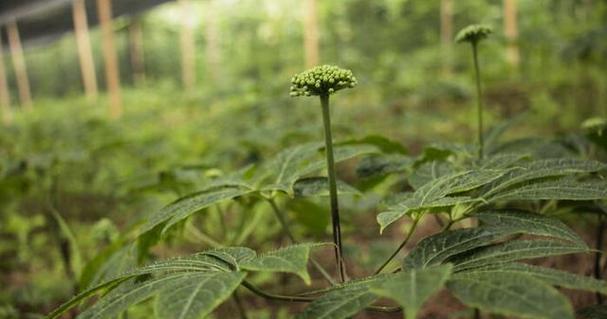 三七（探寻五加科植物之谜）