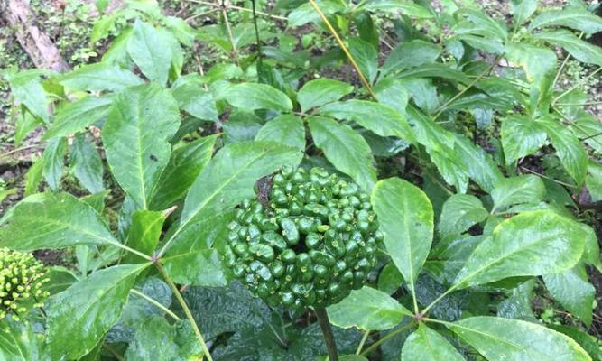 三七的种植时间和生长周期（了解三七种植的时间和生长周期）