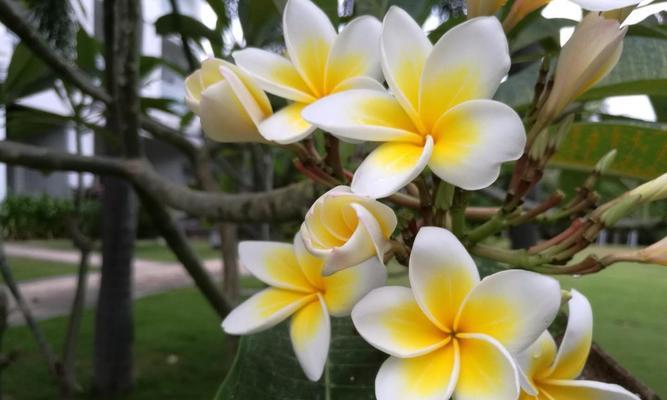 三亚花卉栽培指南（探寻三亚适宜栽培的花卉种类及栽培技巧）