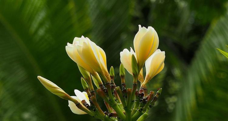 三亚花卉栽培指南（探寻三亚适宜栽培的花卉种类及栽培技巧）