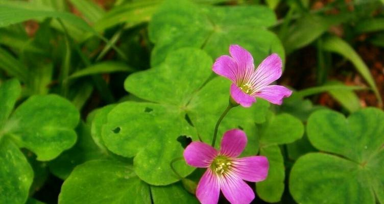 三叶草的花语与寓意（探索三叶草的神秘花语和寓意）