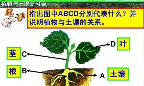 三叶草种植的土壤配方与方法