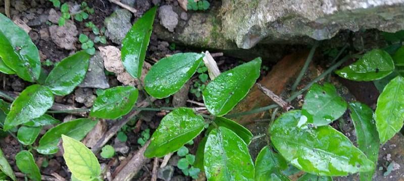 三叶青的生长地（这种绿色植物的生存环境及适应性）