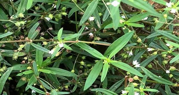 伞房花耳草和蛇舌草的区别（探寻不同植物的特点和用途）