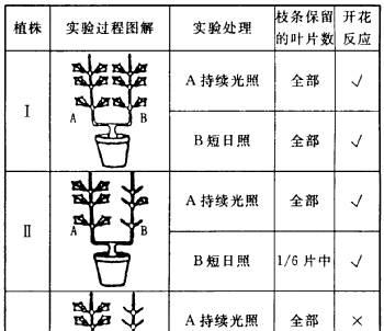 散尾葵分株方法详解（以种植和繁殖的角度）